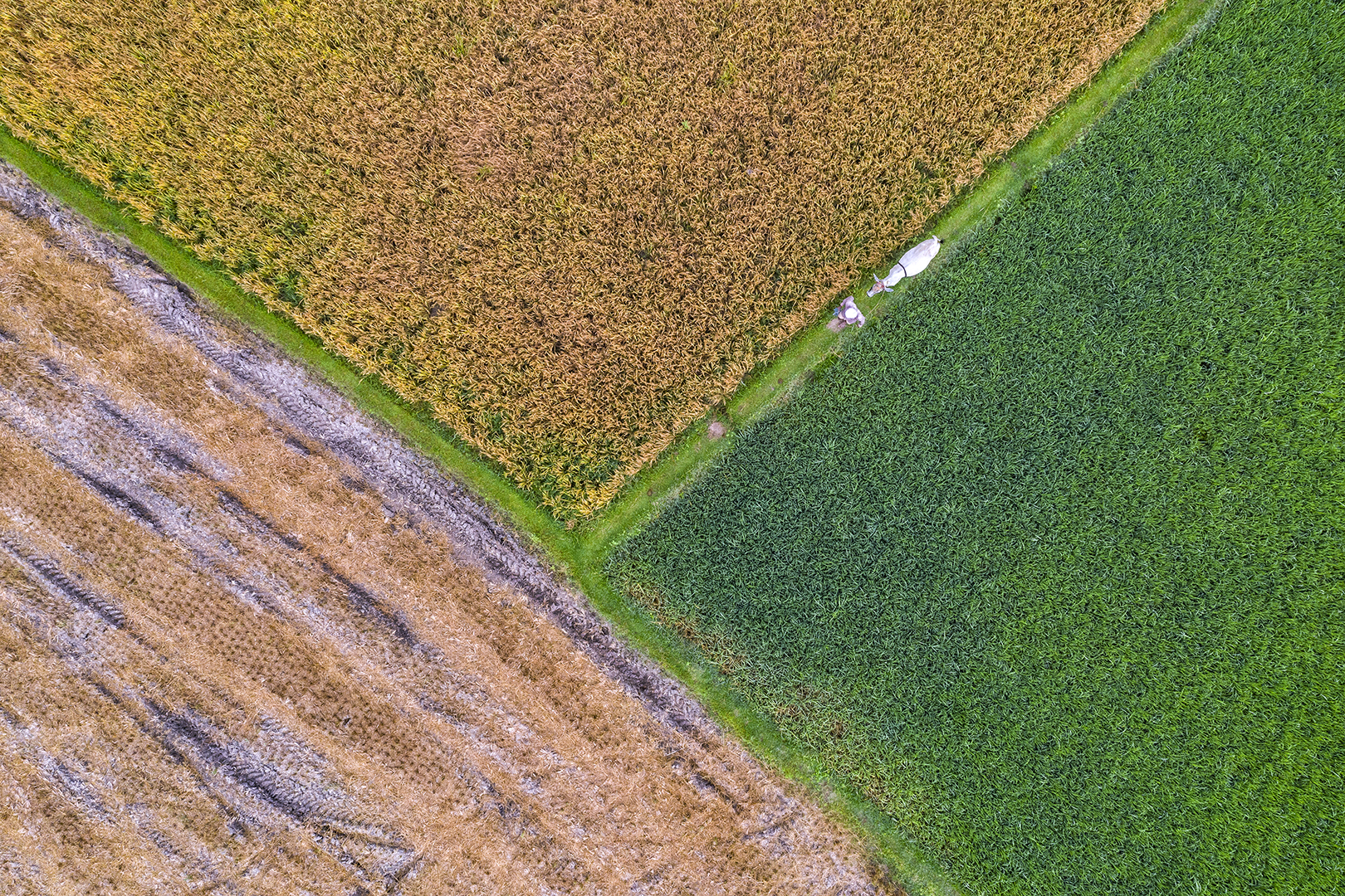 275 | Tamil Nadu 2021